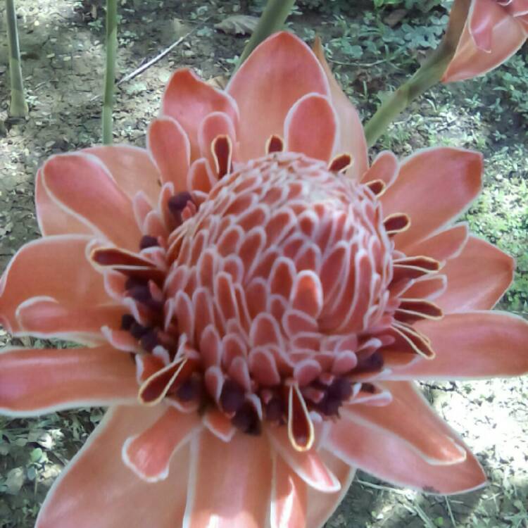 Plant image Etlingera elatior