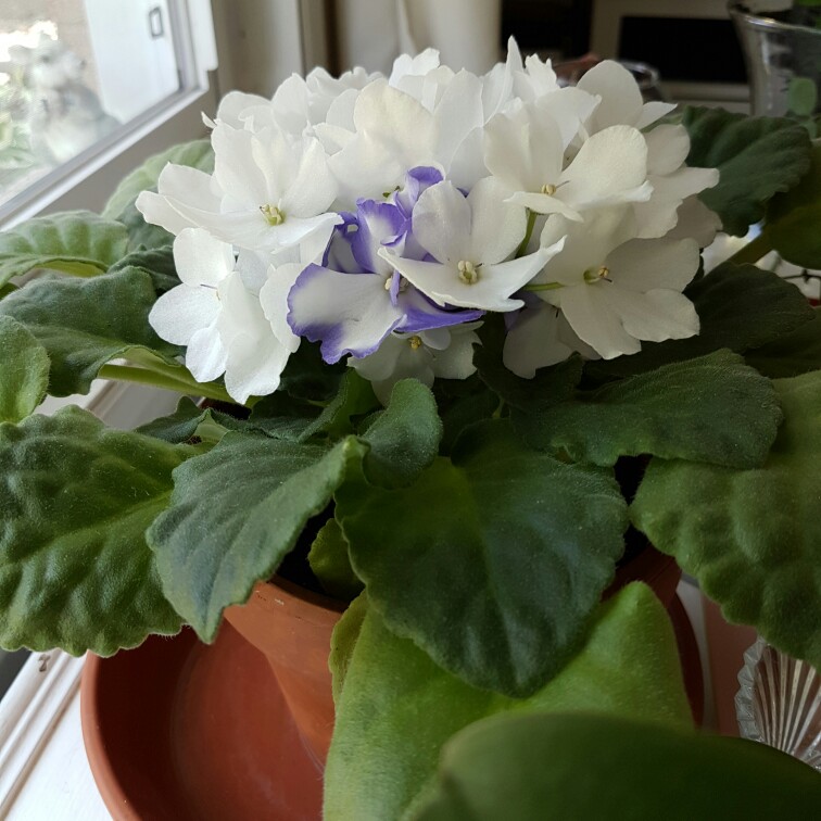 African Violet