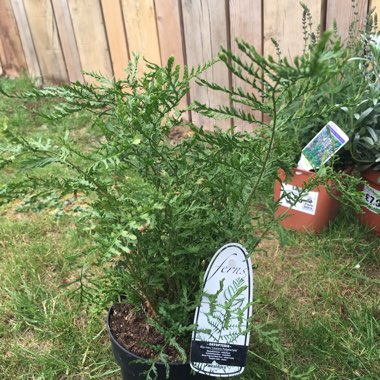 Male Fern 'Linearis Polydactyla'