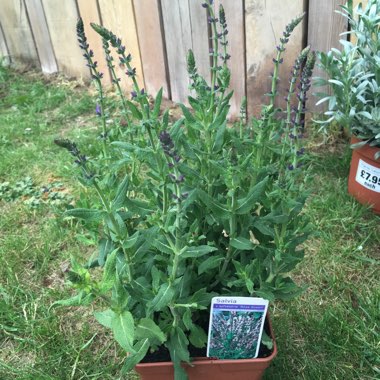 Salvia 'Rose Queen'