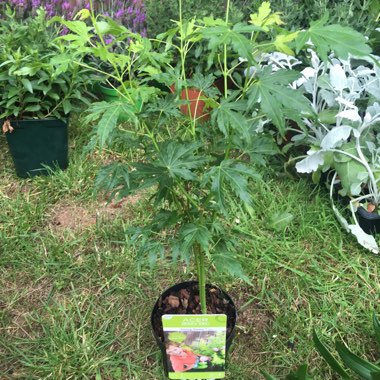 Cut Leaf Japanese Maple 'Dissectum Palmatifidum'