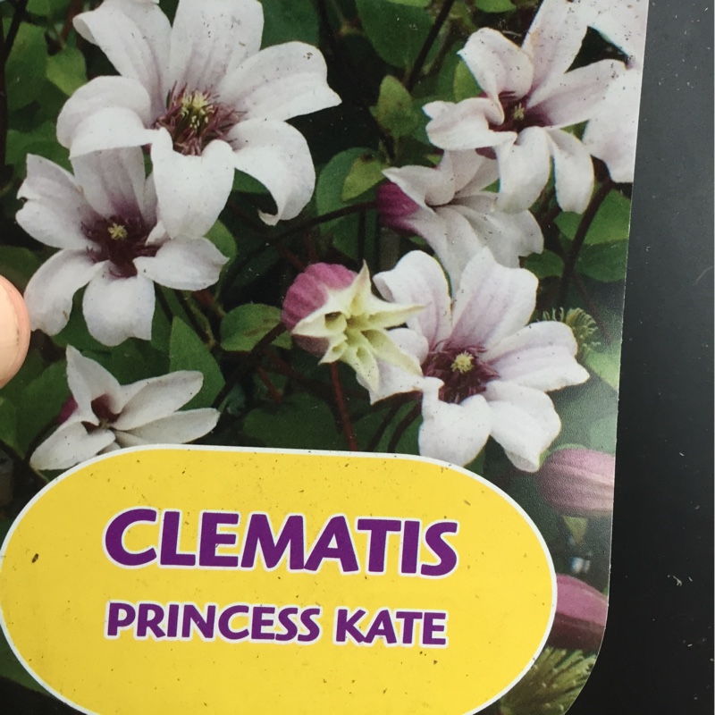 Clematis 'Princess Kate'