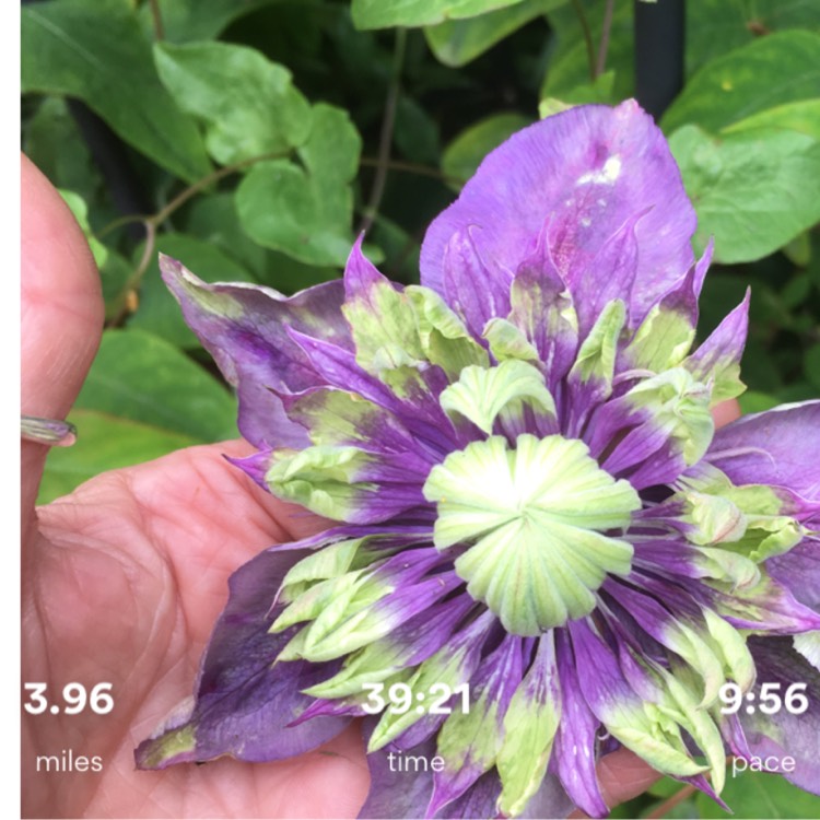 Plant image Clematis florida 'Taiga'