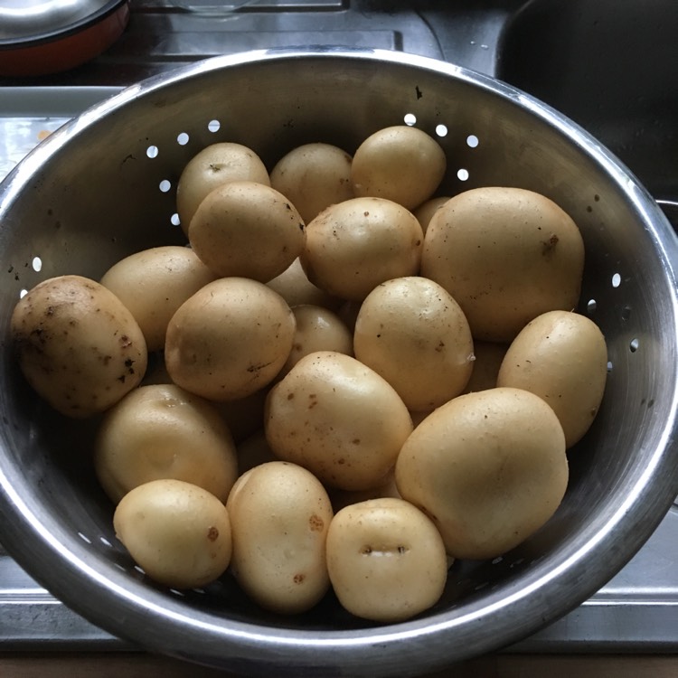 Plant image Solanum tuberosum 'Rocket'