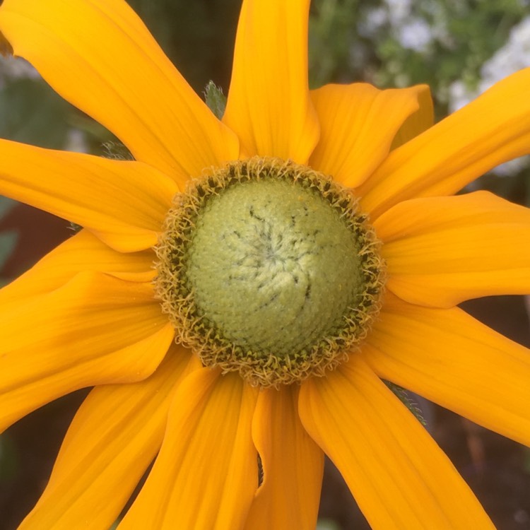 Plant image Rudbeckia hirta 'Irish Eyes'