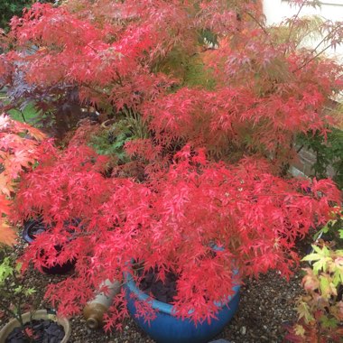 Acer Palmatum 'Kamagata'