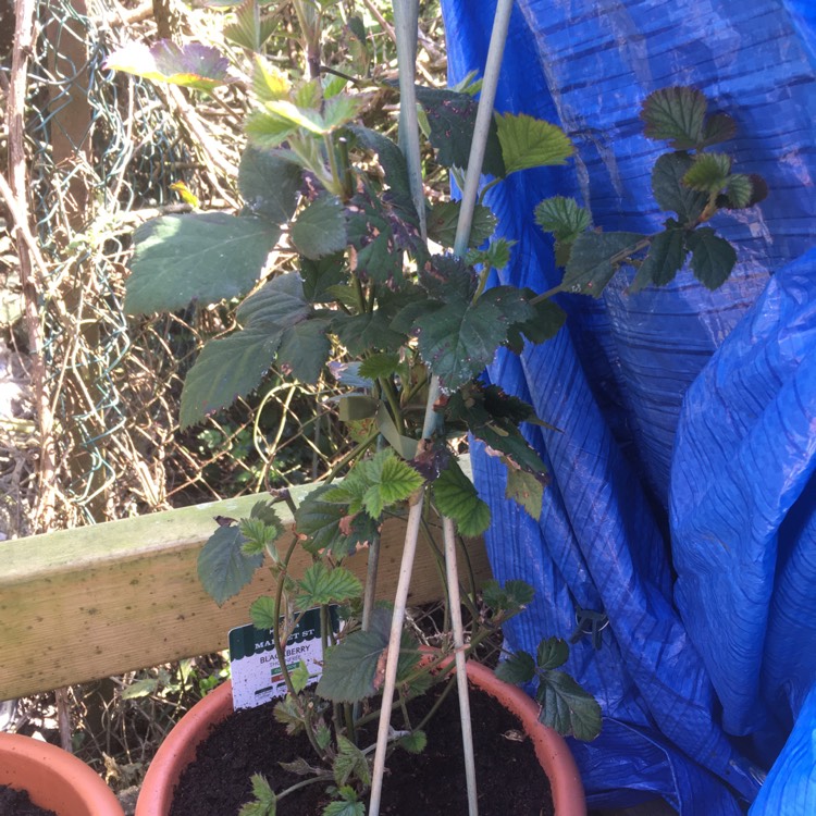 Plant image Rubus fruticosus 'Chester'