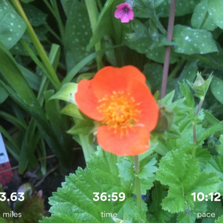 Plant image Geum Coccineum 'Cooky'