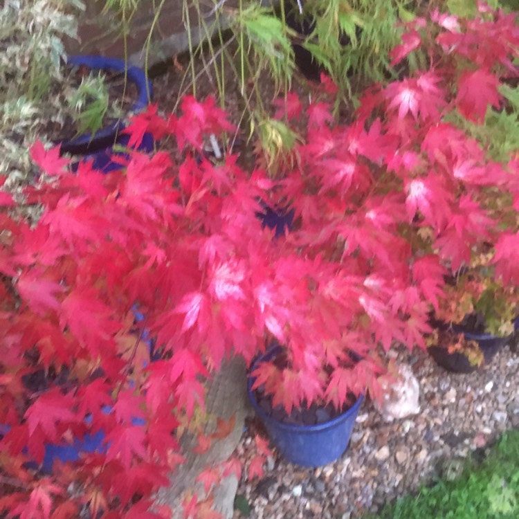 Plant image Acer palmatum 'Wilson's Pink Dwarf'