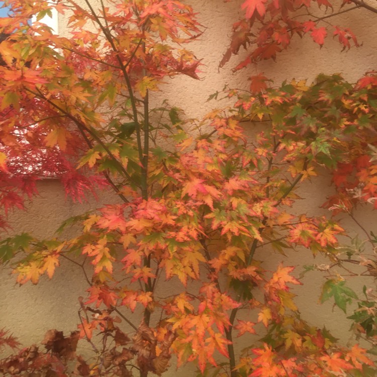 Plant image Acer Palmatum 'Berry Broom'