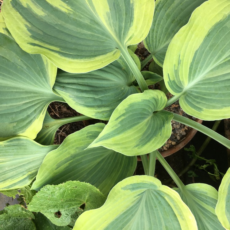 Plant image Hosta 'First Frost'