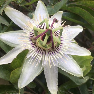 Passiflora