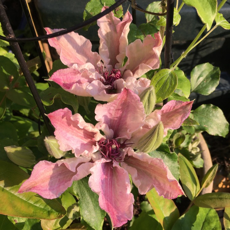 Plant image Clematis 'Pink Fantasy'