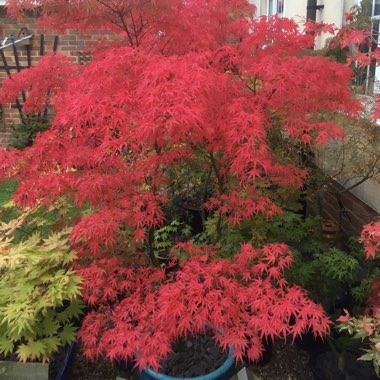 Japanese Maple 'Kamagata'