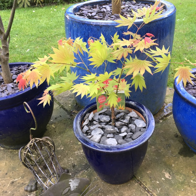 Plant image Acer shirasawanum 'Munn 001' syn. Acer shirasawanum 'Moonrise'