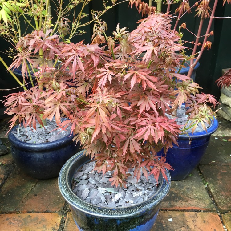 Plant image Acer Palmatum 'Jerre Schwartz'