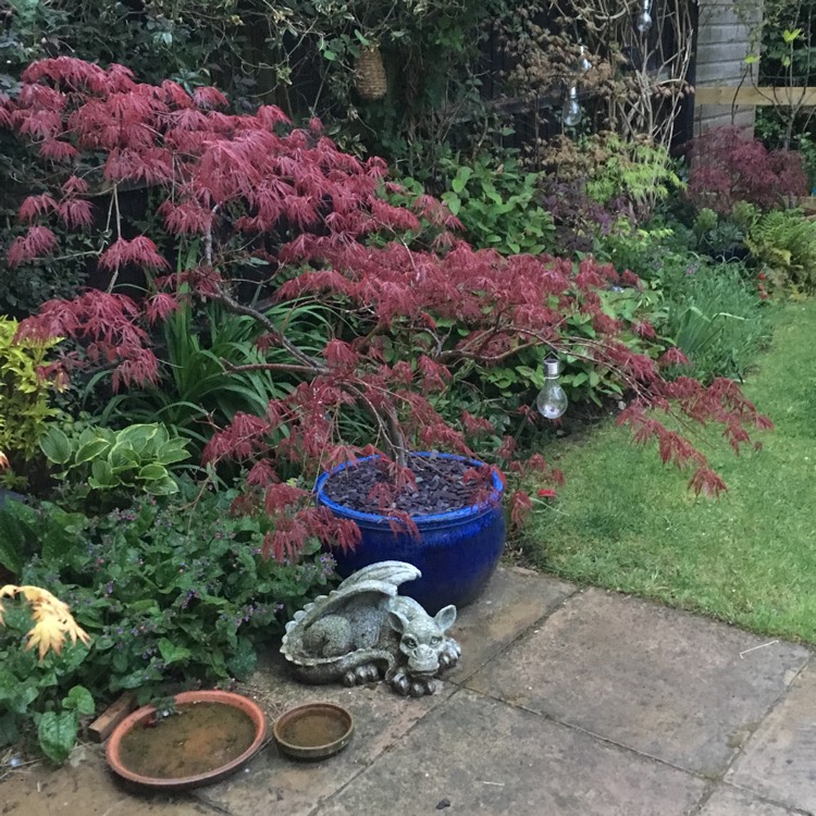 Plant image Acer Palmatum 'Inaba-Shidare'