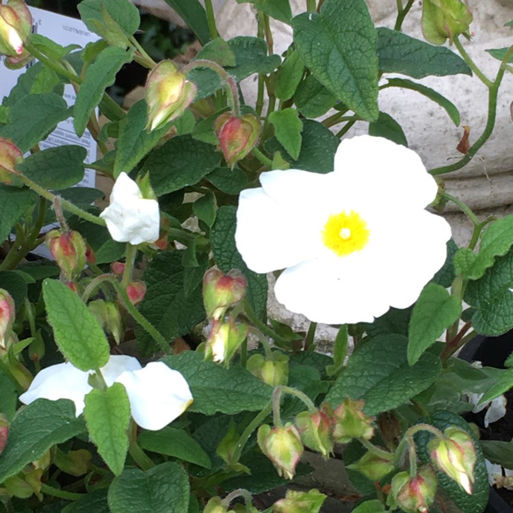 Plant image Cistus corbariensis