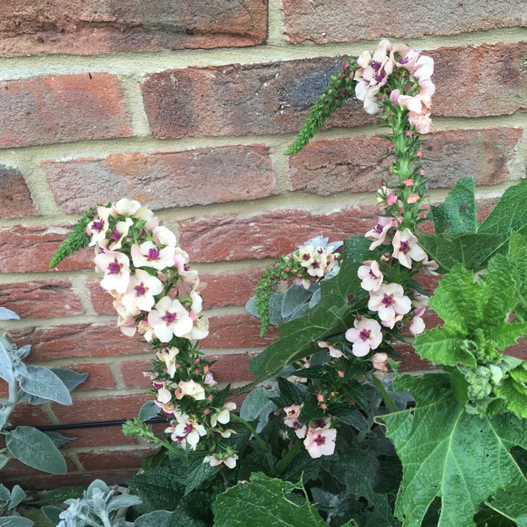 Plant image Verbascum