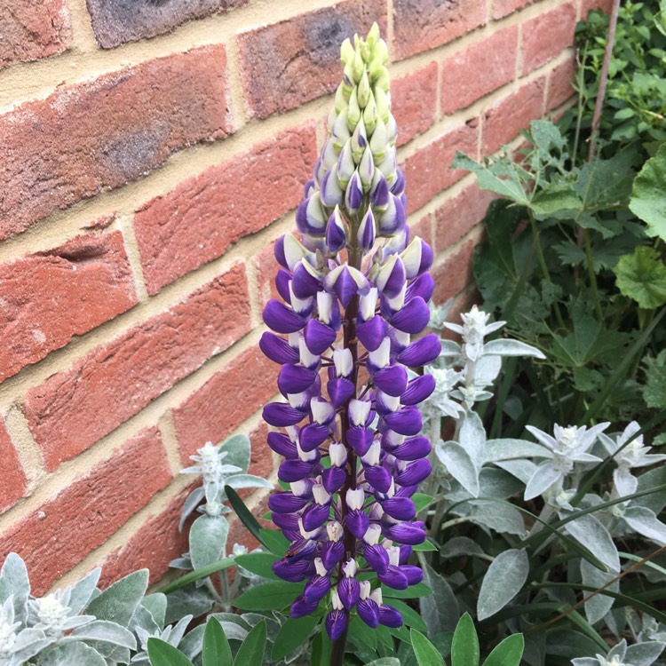 Plant image Lupinus 'Purple Swirl'