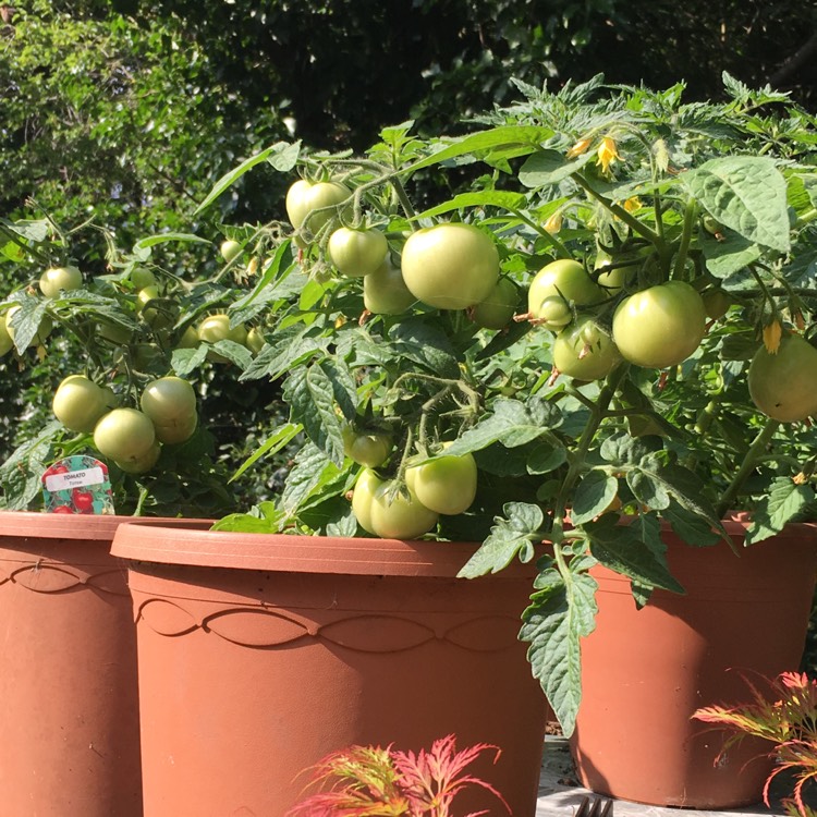 Plant image Solanum Lycopersicum 'Totem'