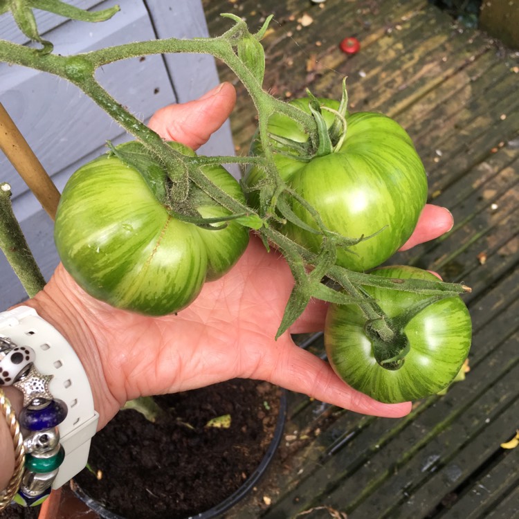 Plant image Solanum Lycopersicum 'Green Zebra'