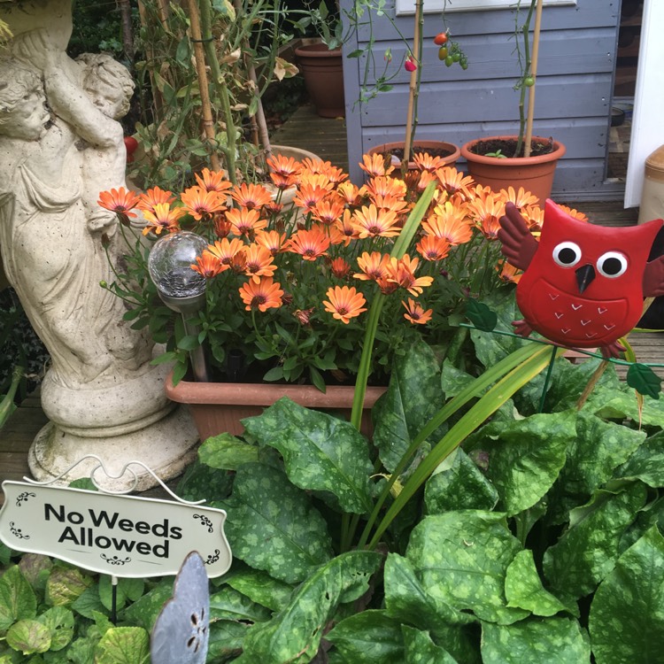 Plant image Osteospermum 'Orange Sunrise'