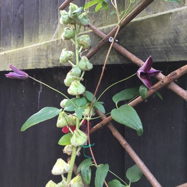 Clematis (Pruning Group 3)