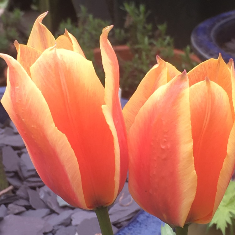 Plant image Tulipa 'Calypso'