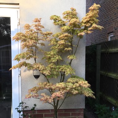 Acer palmatum 'Orange Dream'