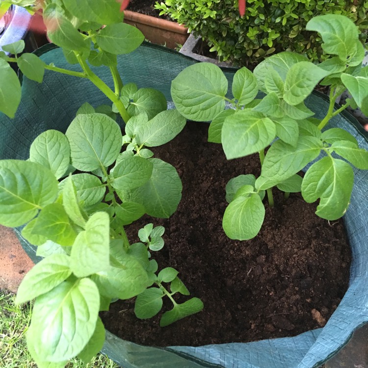 Plant image Solanum tuberosum 'Rocket'