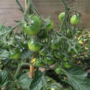 Solanum lycopersicum 'Black Cherry'