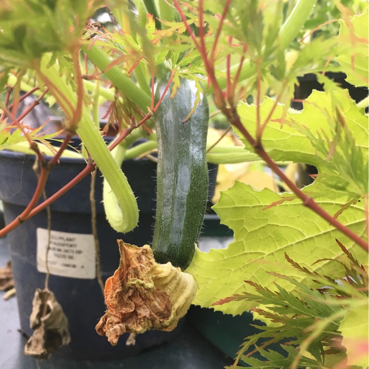 Plant image Cucurbita Pepo var. Cylindrica 'Black Beauty'