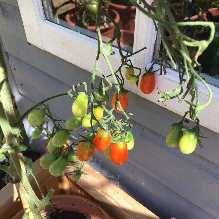 Plant image Solanum Lycopersicum 'Floridity'