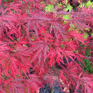 Acer palmatum 'Garnet' (Dissectum Group) syn. Acer palmatum var. dissectum 'Garnet'