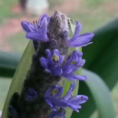 Pontederia cordata