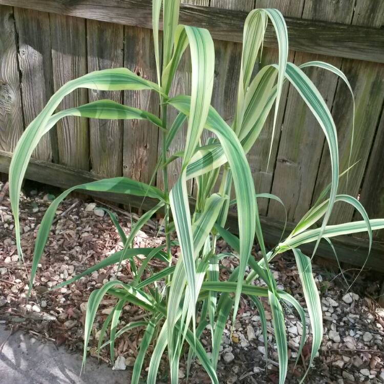 Plant image Arundo donax 'Versicolor'