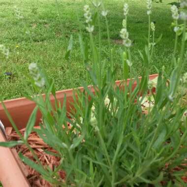 Lavandula angustifolia