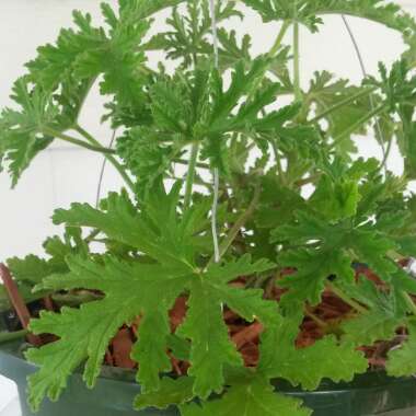 Pelargonium 'Citrosum' syn. Pelagonium citrosum, Pelargonium graveolens 'Citrosum'