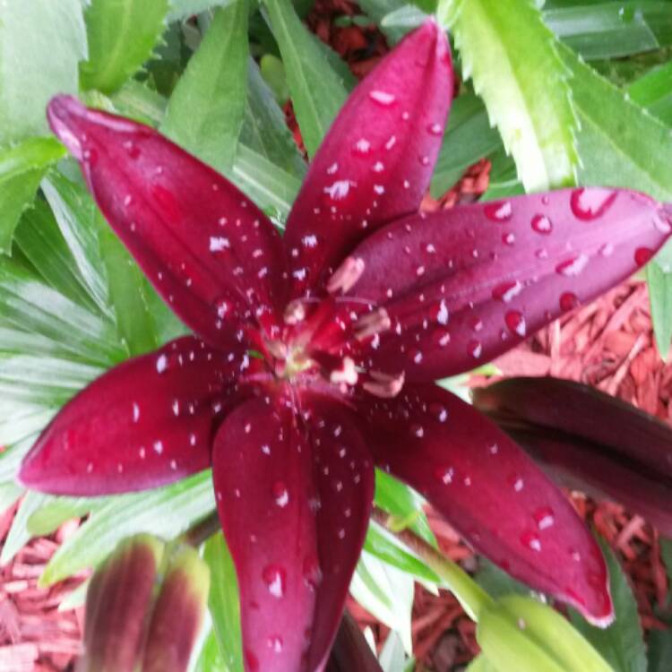 Plant image Lilium 'Landini'