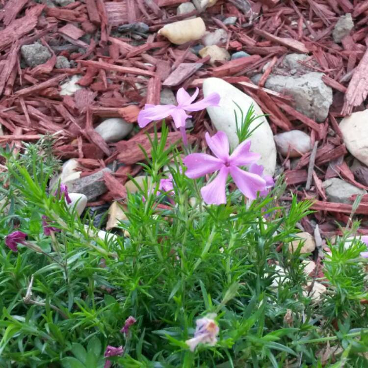 Plant image Phlox stolonifera 'Home Fires'