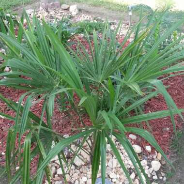 Rhapis excelsa