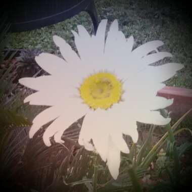 Leucanthemum