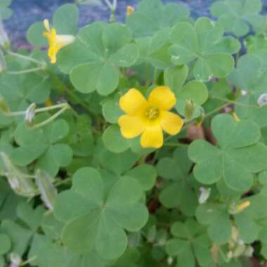 Oxalis stricta