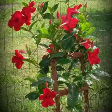 Mandevilla 'Sunmandecrim' syn. Mandevilla 'Sun Parasol Crimson', Mandevilla 'Sundaville Red'