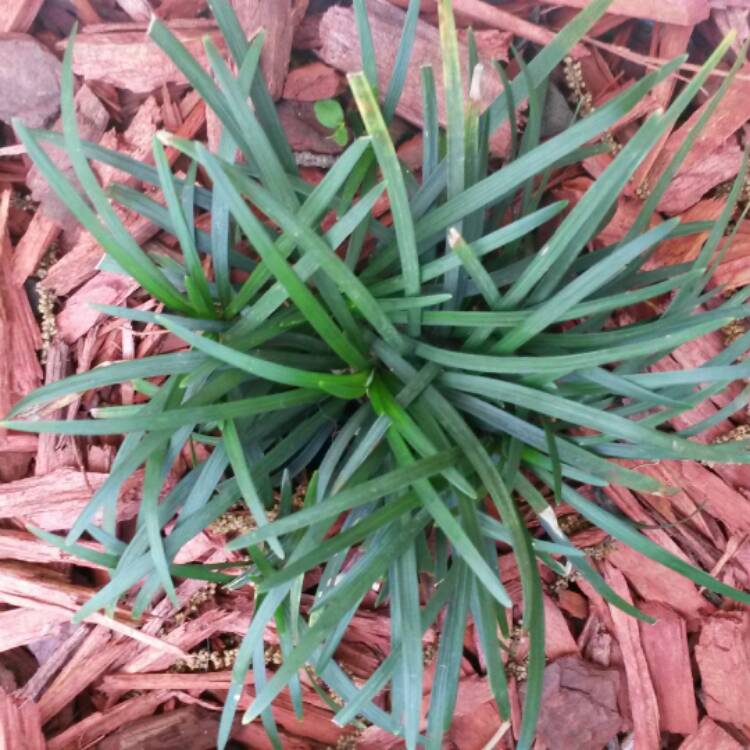 Plant image Ophiopogon japonicus