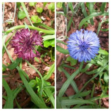 Centaurea Pulcherrima