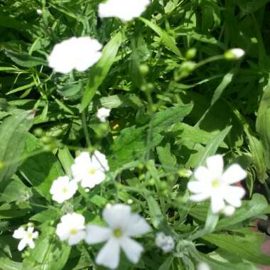 Gypsophila