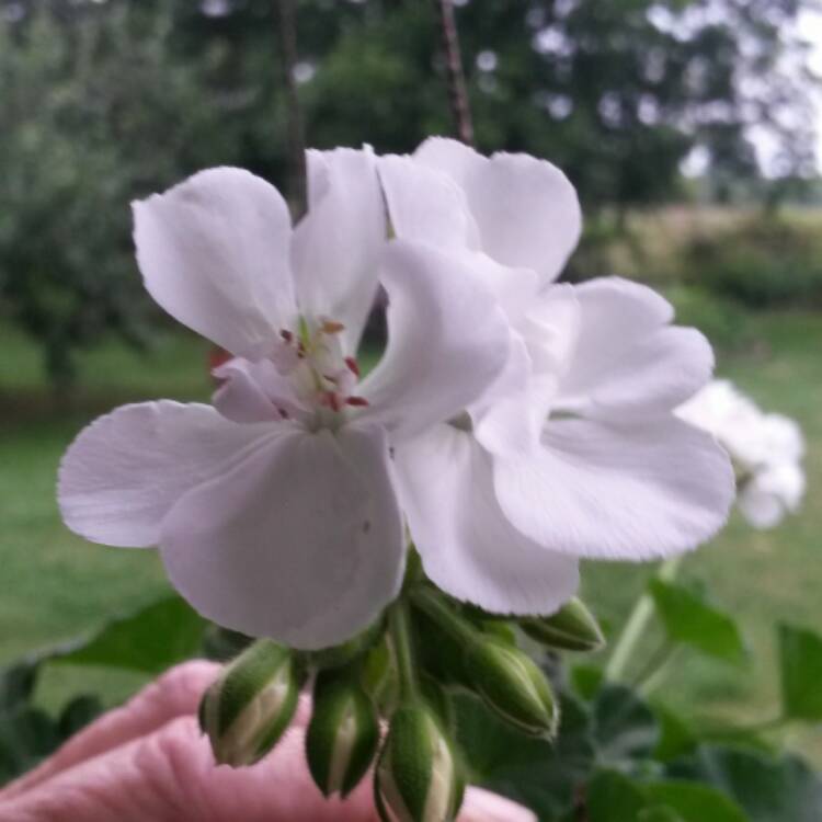 Plant image Pelargonium 'Patriot White' (Patriot Series)