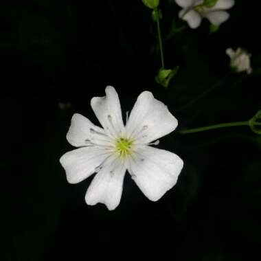 Gypsophila